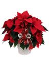 Stella di Natale rossa