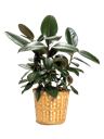 Pianta di ficus