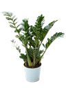 Pianta di Zamioculcas