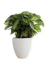 Pianta di Calathea