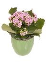 Pianta di Kalanchoe