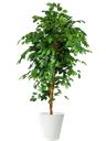 Pianta di Ficus